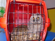 Den dětí se zvířátky